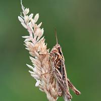 Common Field Grasshopper 5 
